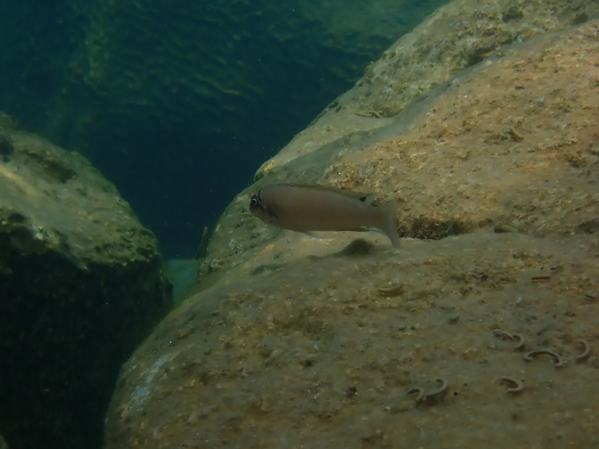 Miniatura: Julidochromis (Julidochromis spp.)