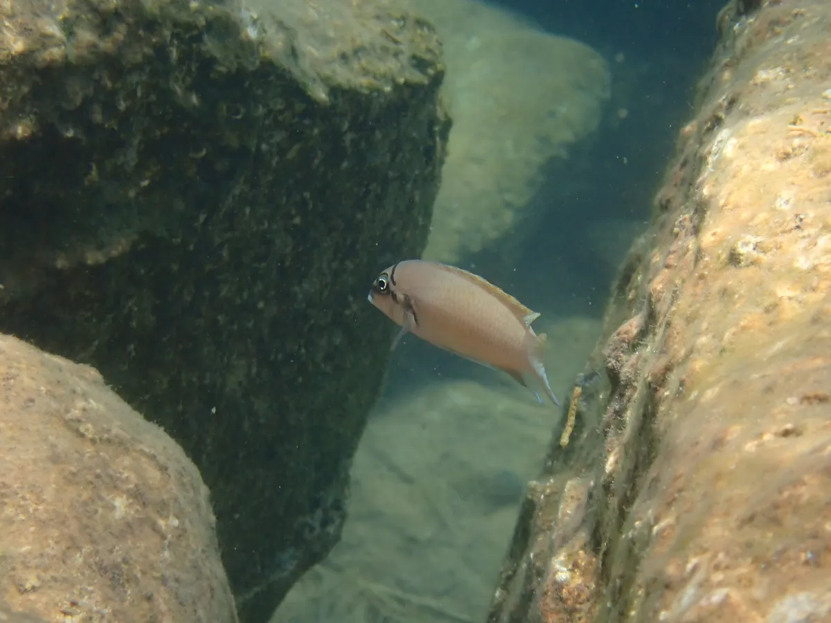 Miniatura: Julidochromis (Julidochromis spp.)