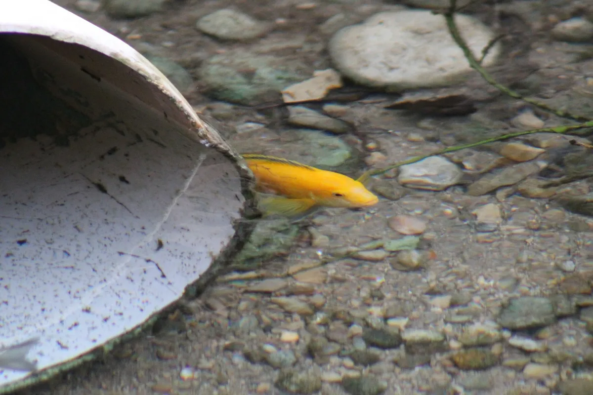 Labidochromis (Labidochromis spp.)
