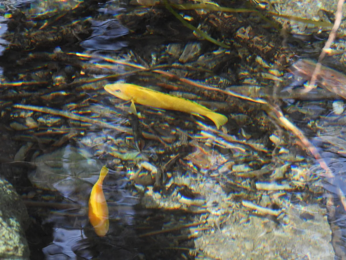 Miniatura: Labidochromis (Labidochromis spp.)