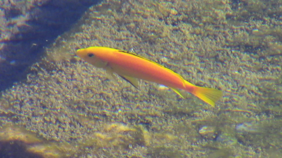Miniatura: Labidochromis (Labidochromis spp.)