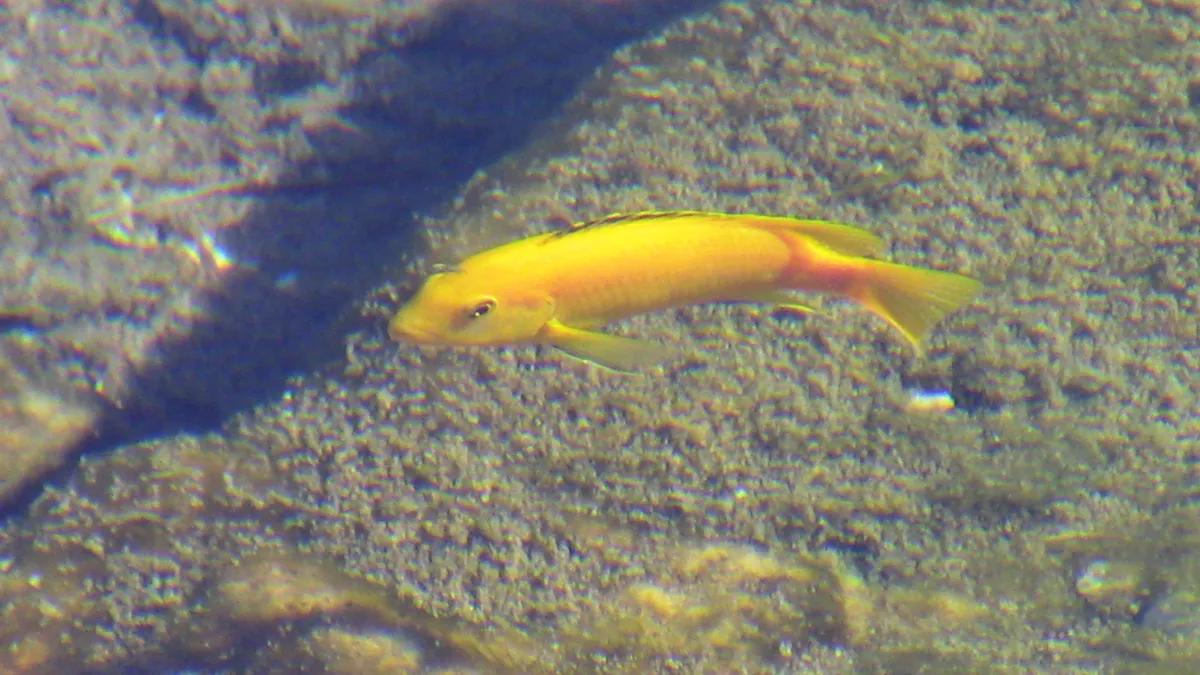 Miniatura: Labidochromis (Labidochromis spp.)