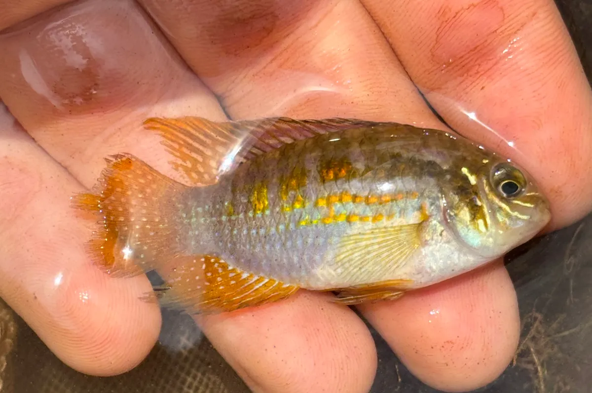 Laetacara (Laetacara spp.)