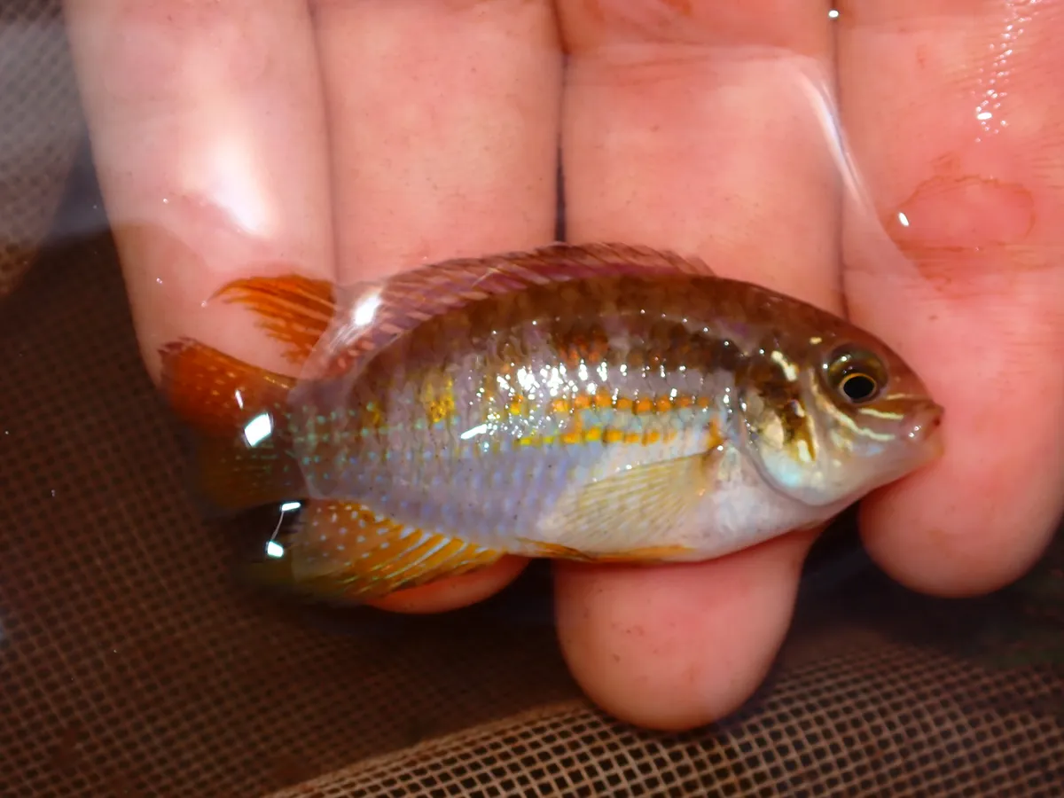 Miniatura: Laetacara (Laetacara spp.)