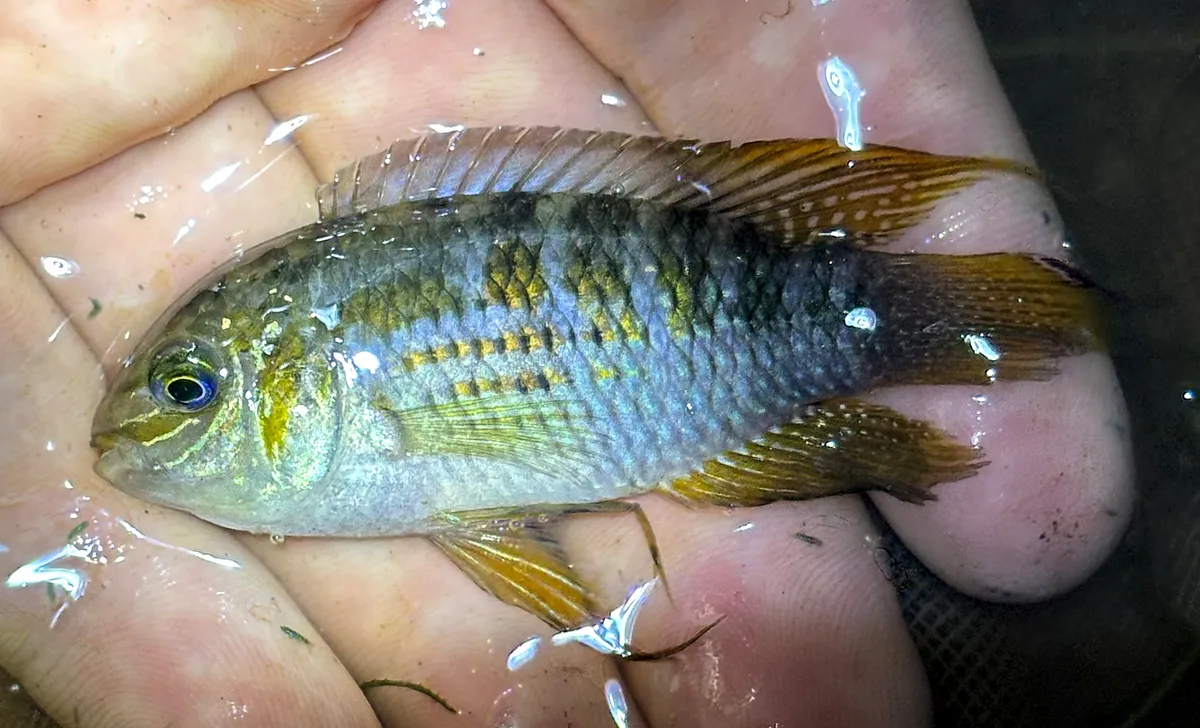 Miniatura: Laetacara (Laetacara spp.)