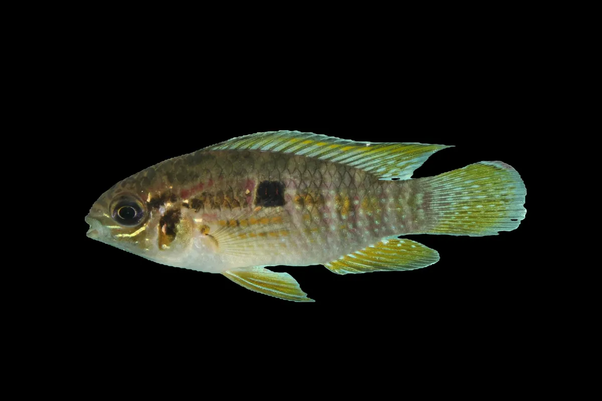 Miniatura: Laetacara (Laetacara spp.)