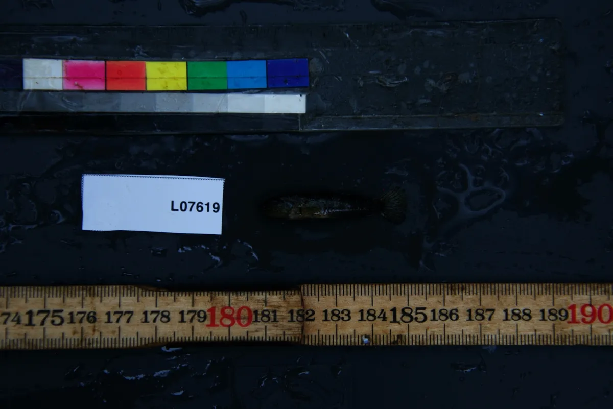 Lamprologus (Lamprologus spp.)