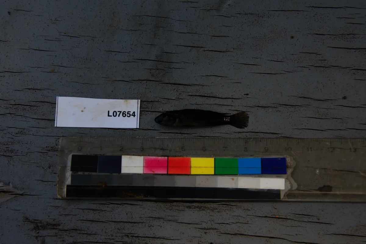 Miniatura: Lamprologus (Lamprologus spp.)