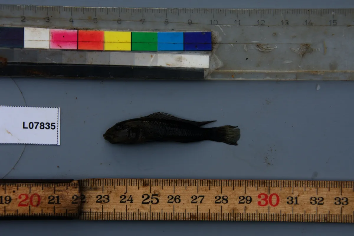 Miniatura: Lamprologus (Lamprologus spp.)