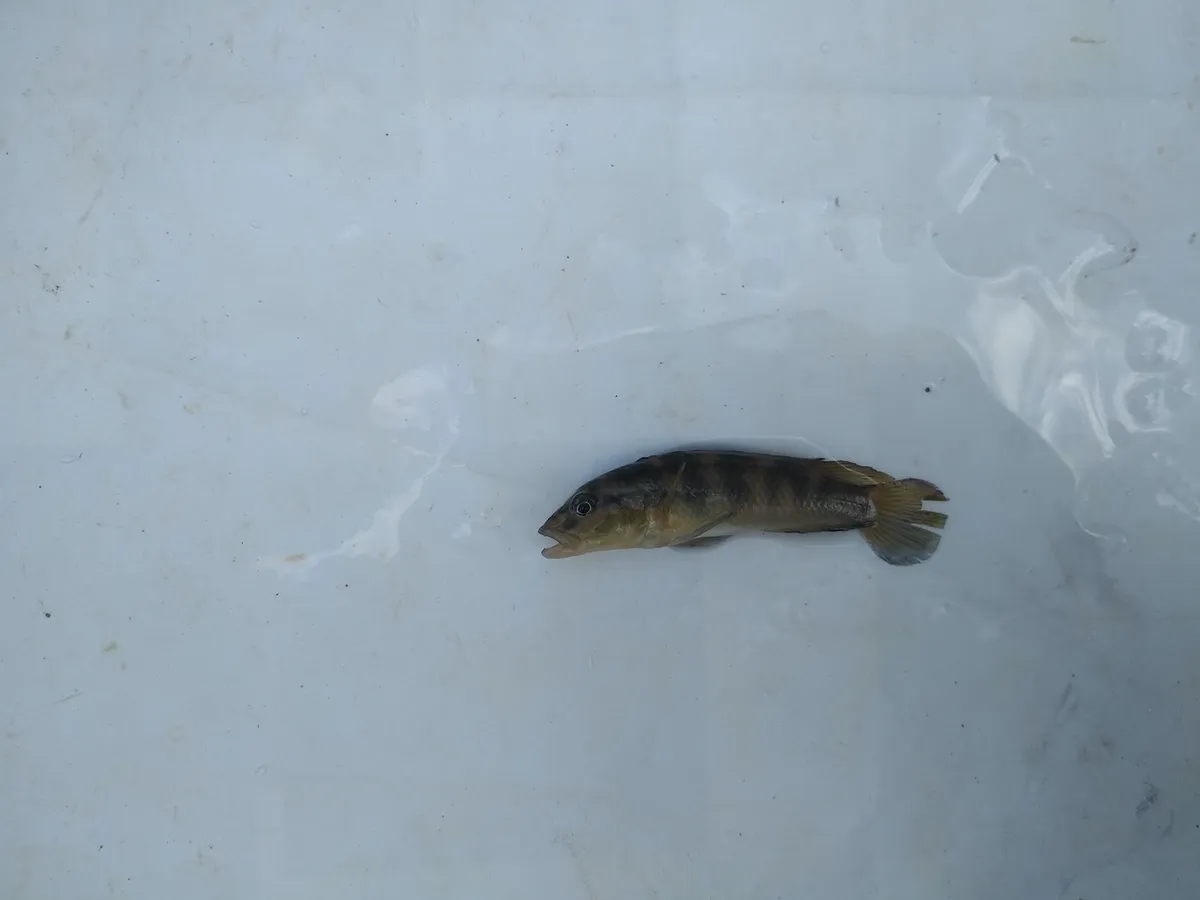 Miniatura: Lamprologus (Lamprologus spp.)
