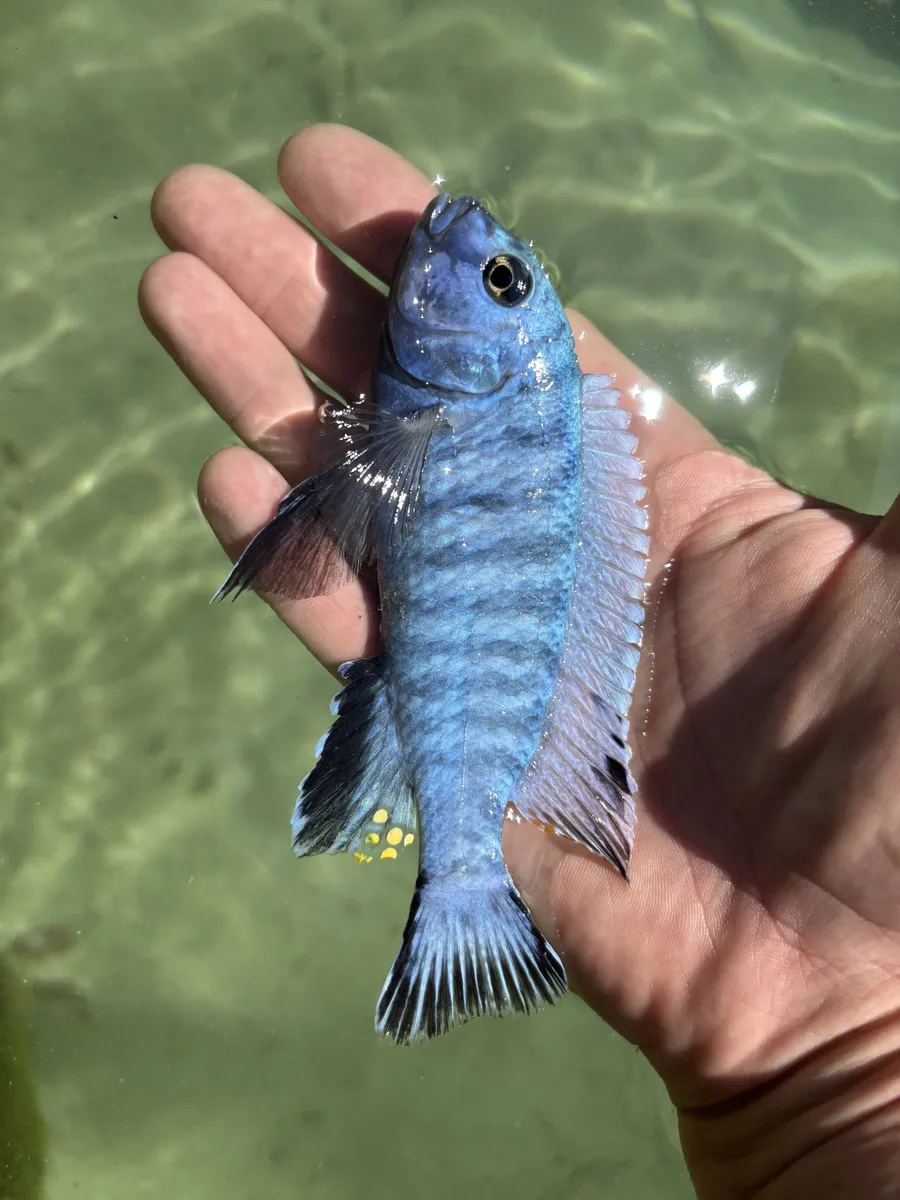 Maylandia (Maylandia spp.)