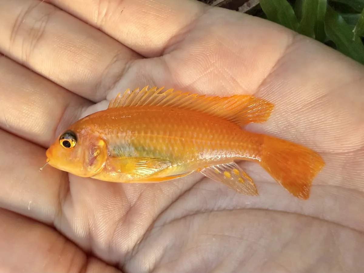 Miniatura: Maylandia (Maylandia spp.)