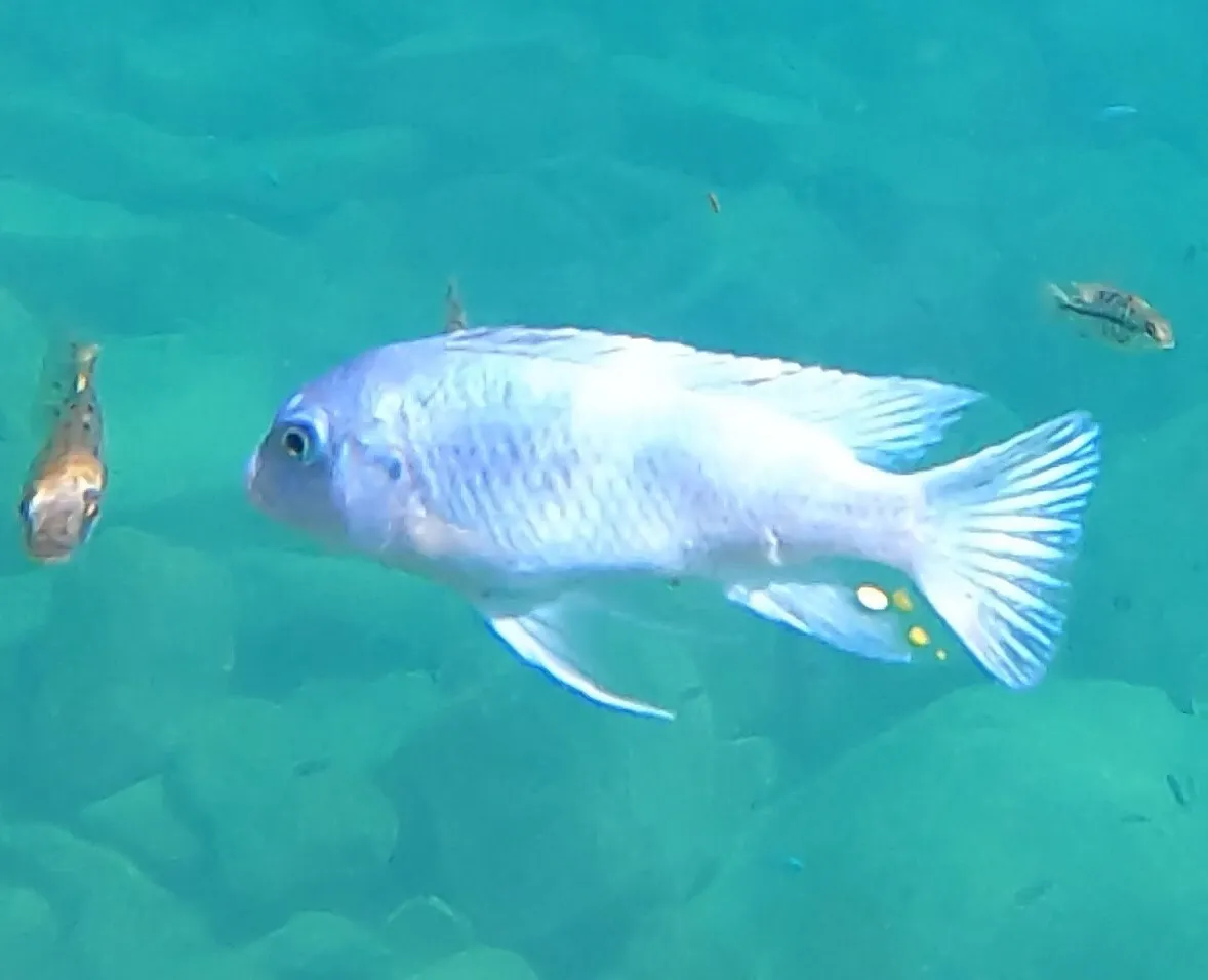 Miniatura: Maylandia (Maylandia spp.)