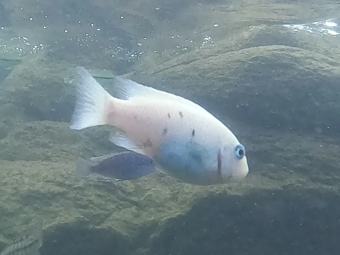 Miniatura: Maylandia (Maylandia spp.)