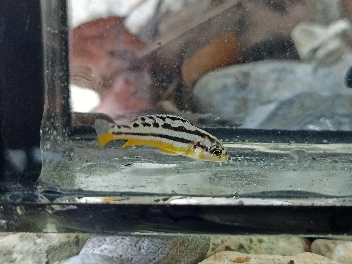 Melanochromis (Melanochromis spp.)