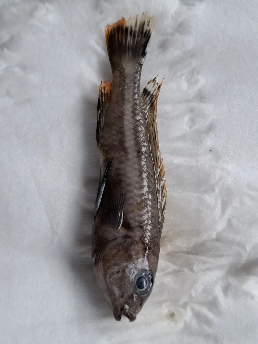 Miniatura: Melanochromis (Melanochromis spp.)