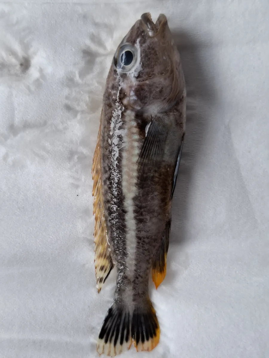 Miniatura: Melanochromis (Melanochromis spp.)