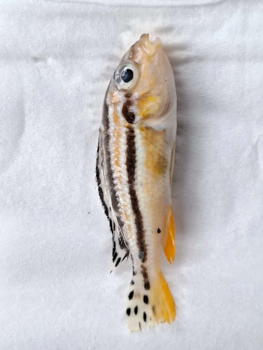 Miniatura: Melanochromis (Melanochromis spp.)