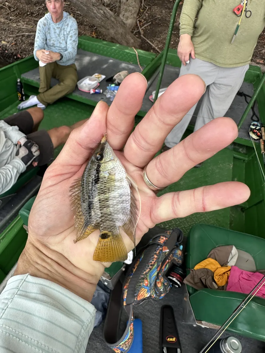 Miniatura: Mesonauta (Mesonauta spp.)