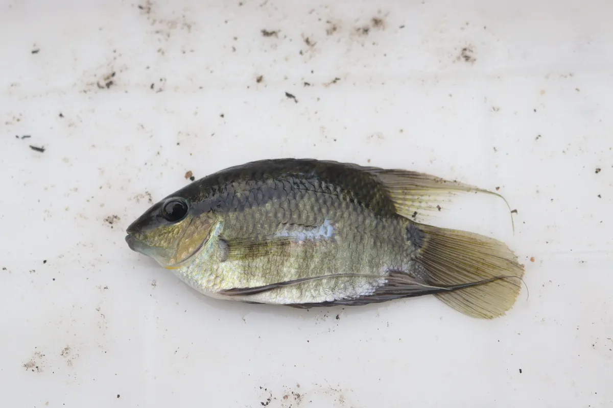 Miniatura: Mesonauta (Mesonauta spp.)
