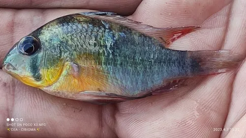 Mikrogeophagus (Mikrogeophagus spp.)