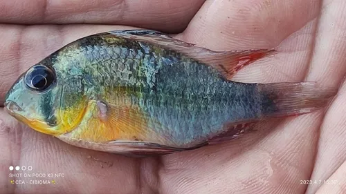 Miniatura: Mikrogeophagus (Mikrogeophagus spp.)