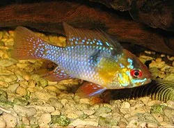 Miniatura: Mikrogeophagus (Mikrogeophagus spp.)
