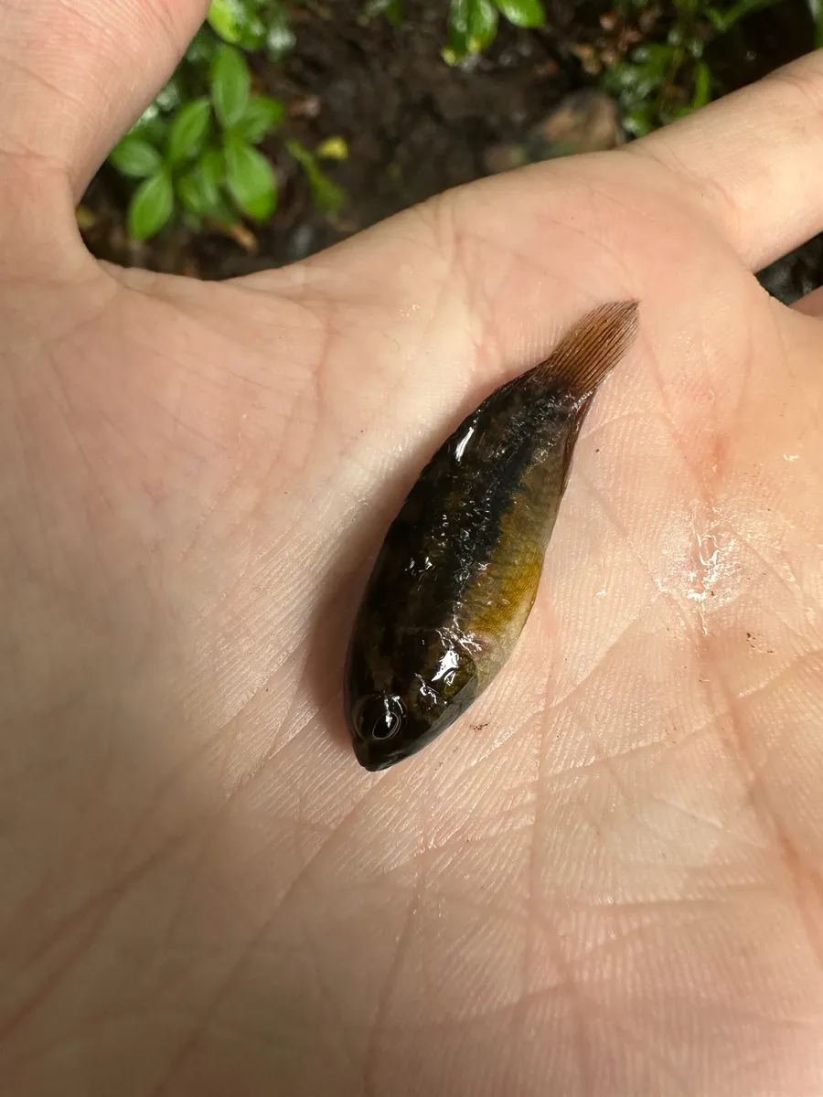 Nannacara (Nannacara spp.)