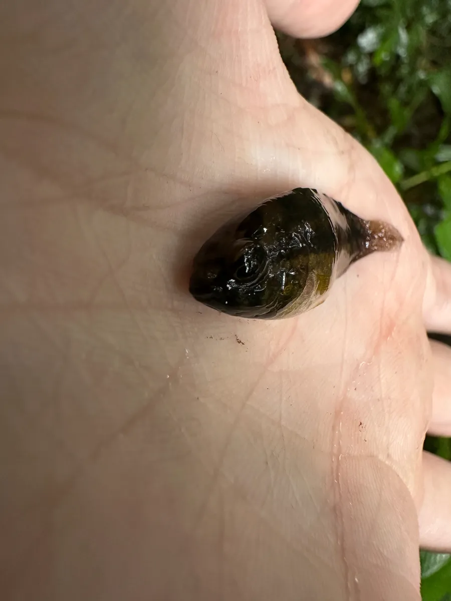 Miniatura: Nannacara (Nannacara spp.)