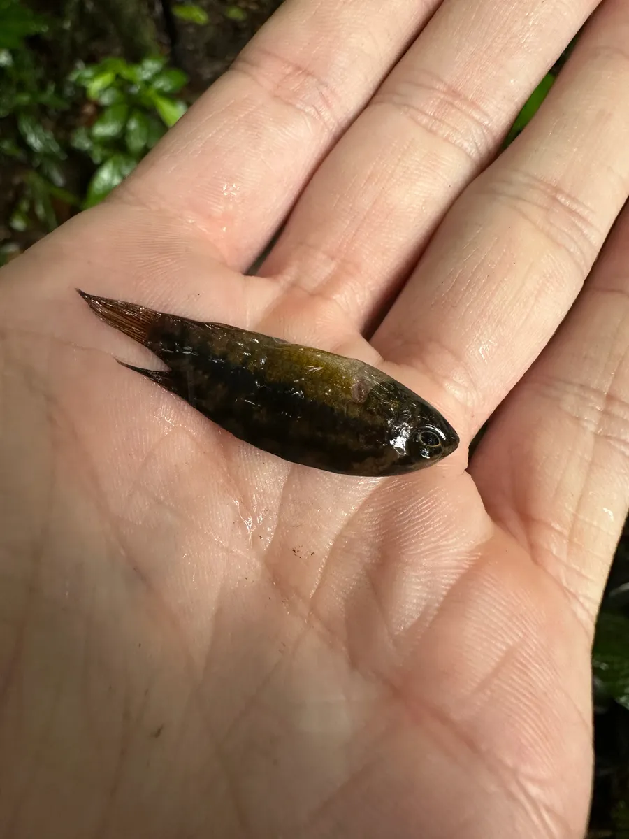 Miniatura: Nannacara (Nannacara spp.)