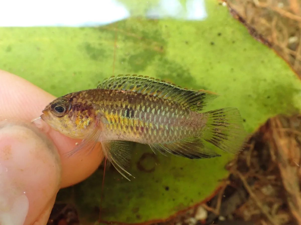 Miniatura: Nannacara (Nannacara spp.)
