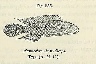 Nanochromis (Nanochromis spp.)