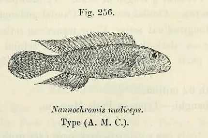 Miniatura: Nanochromis (Nanochromis spp.)