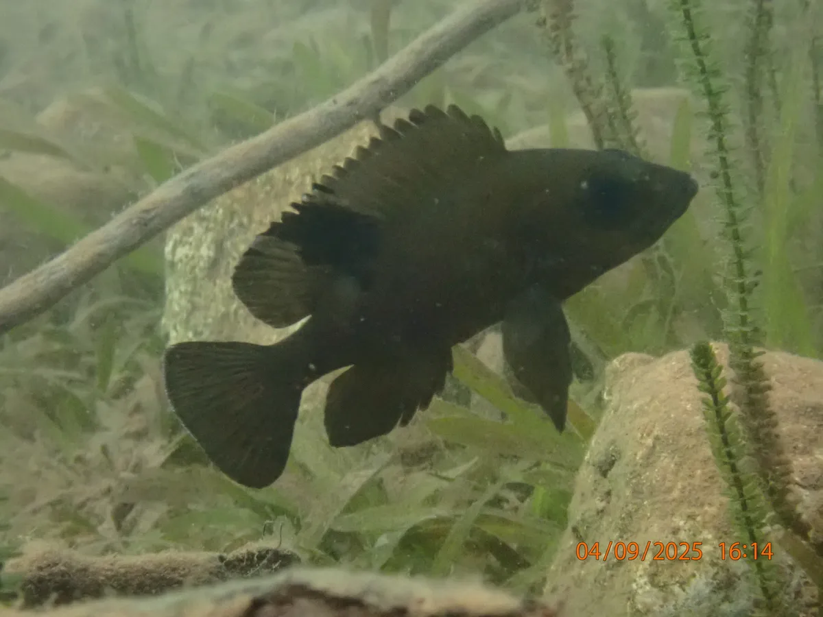 Neolamprologus (Neolamprologus spp.)