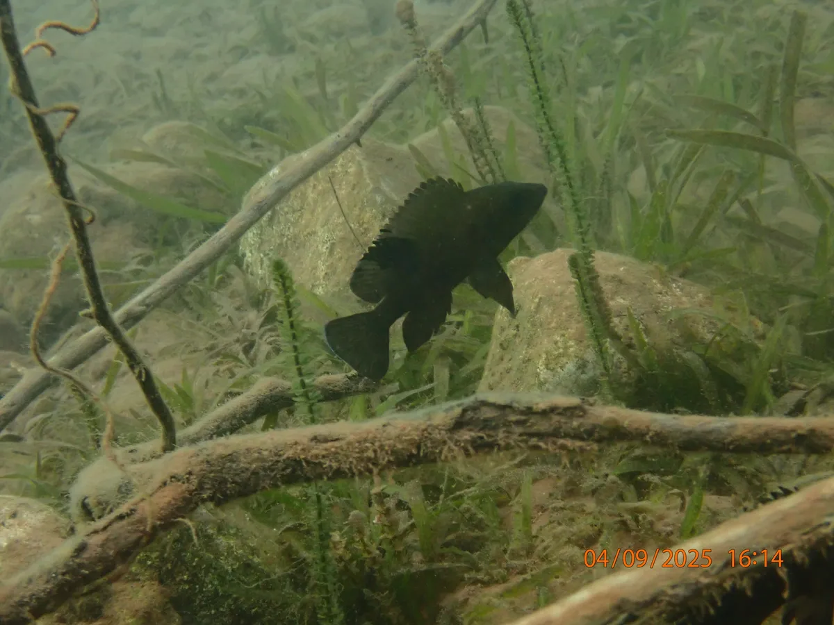 Miniatura: Neolamprologus (Neolamprologus spp.)