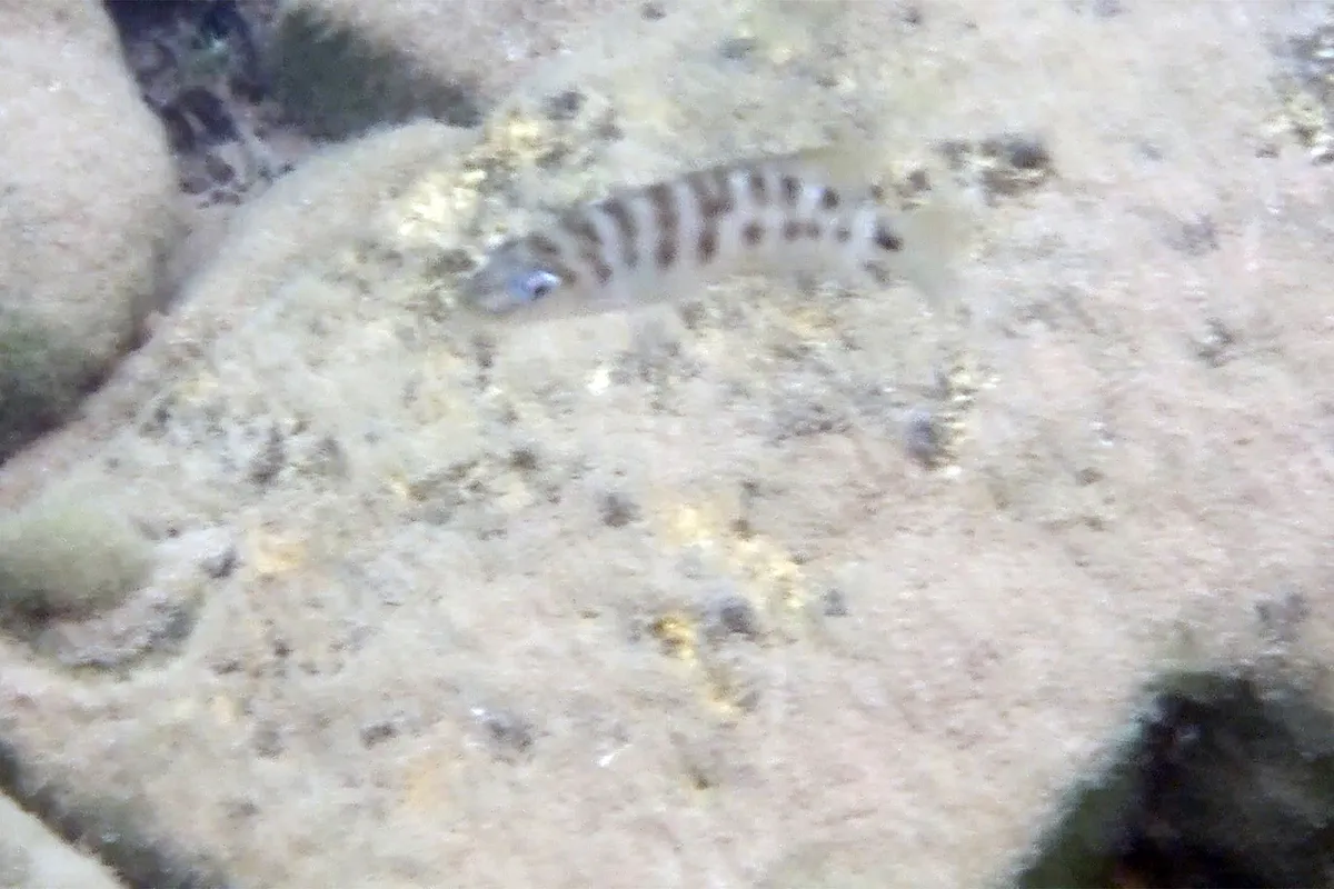 Miniatura: Neolamprologus (Neolamprologus spp.)