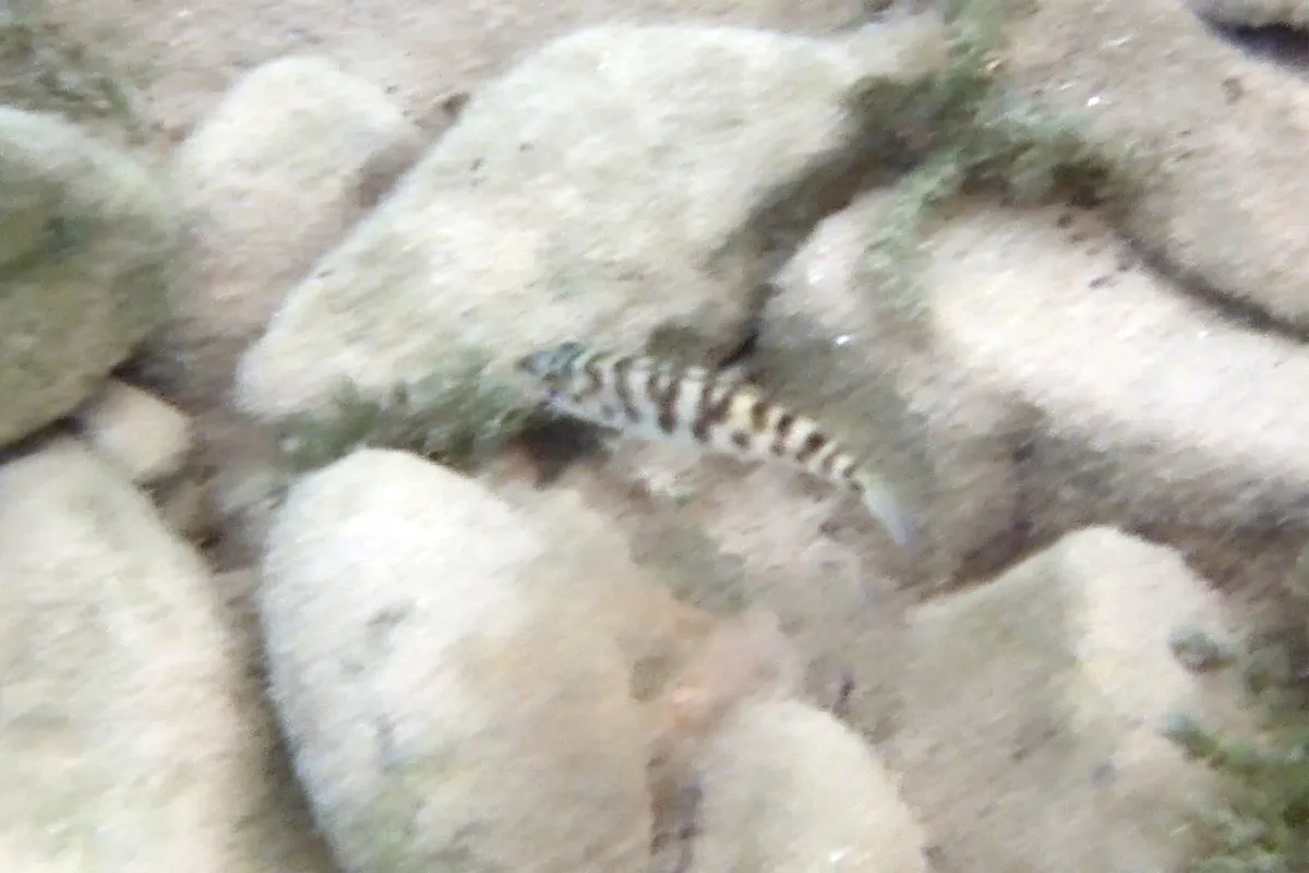 Miniatura: Neolamprologus (Neolamprologus spp.)