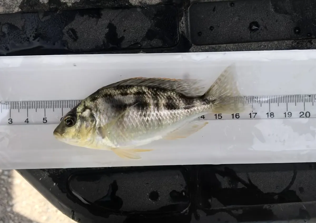 Nimbochromis (Nimbochromis spp.)