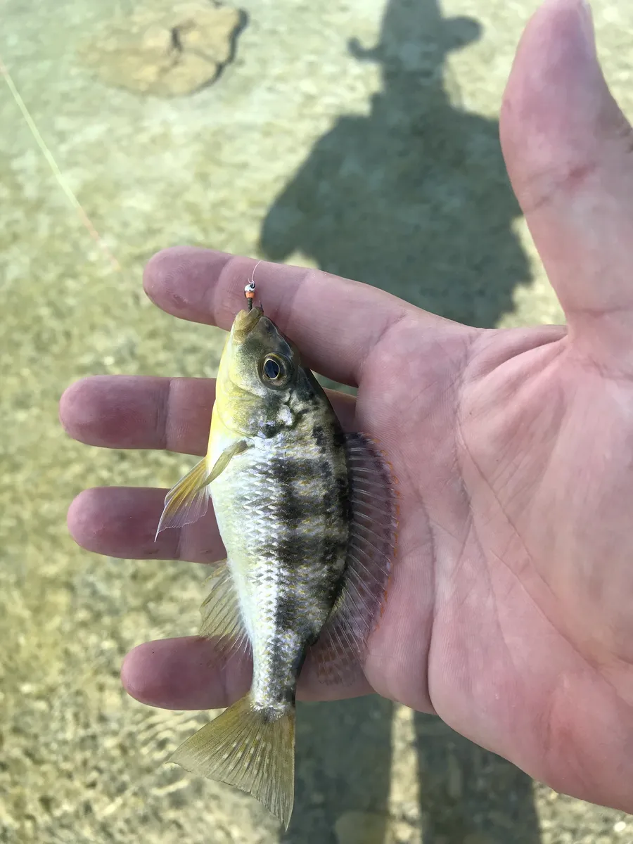Miniatura: Nimbochromis (Nimbochromis spp.)