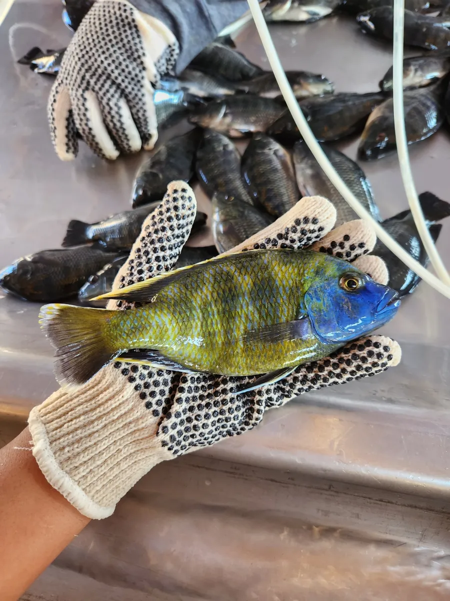 Miniatura: Nimbochromis (Nimbochromis spp.)