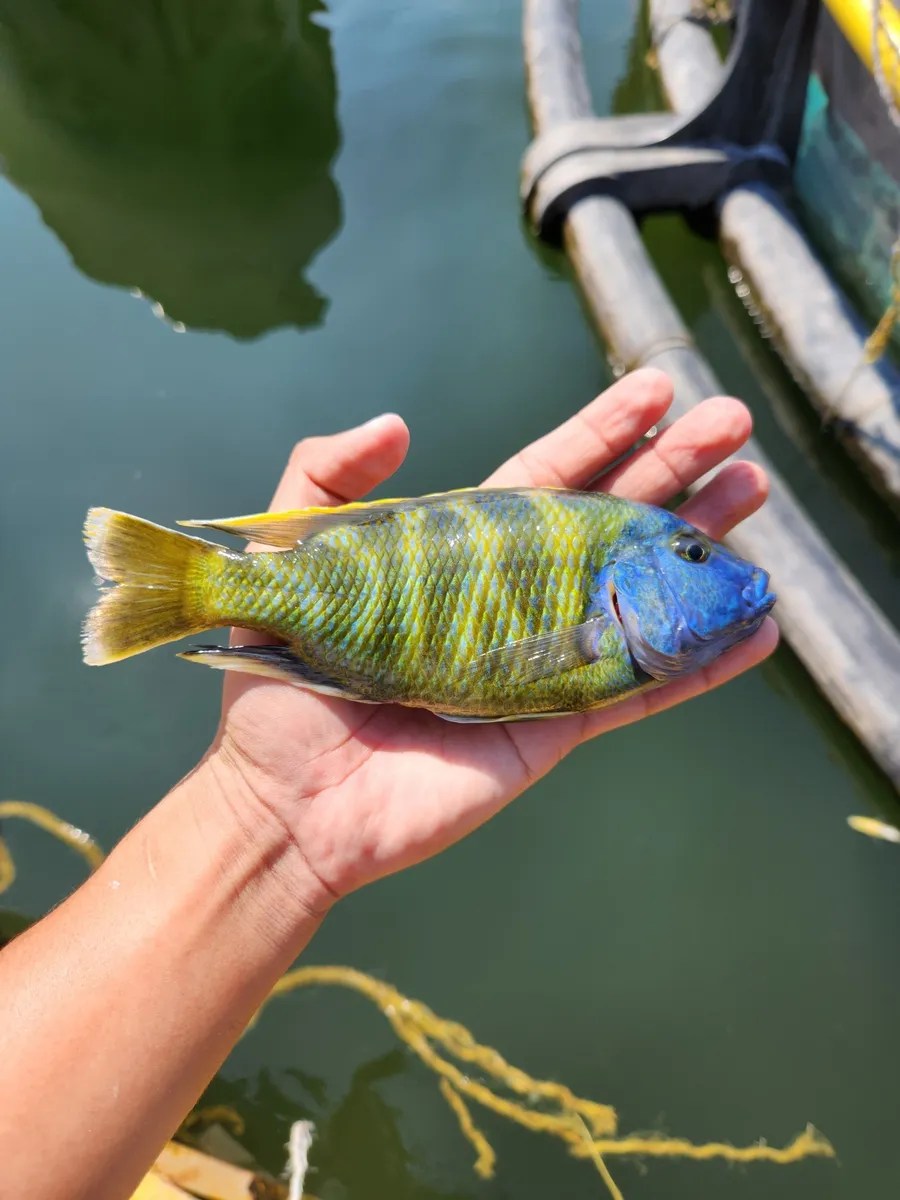 Miniatura: Nimbochromis (Nimbochromis spp.)