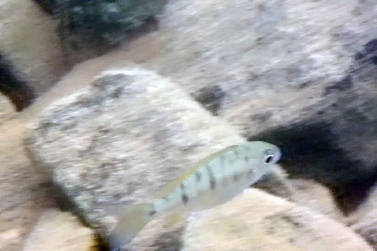Ophthalmotilapia (Ophthalmotilapia spp.)