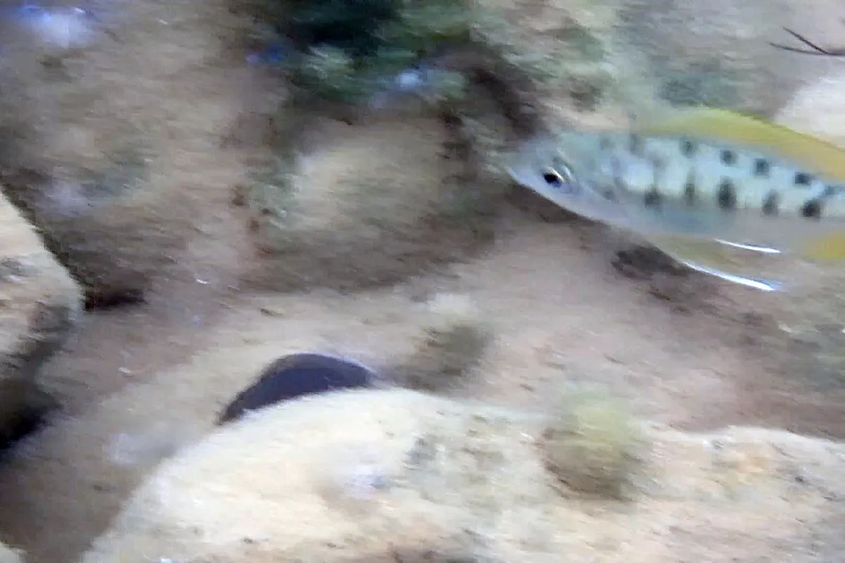 Miniatura: Ophthalmotilapia (Ophthalmotilapia spp.)