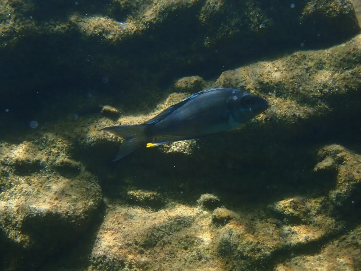 Miniatura: Ophthalmotilapia (Ophthalmotilapia spp.)