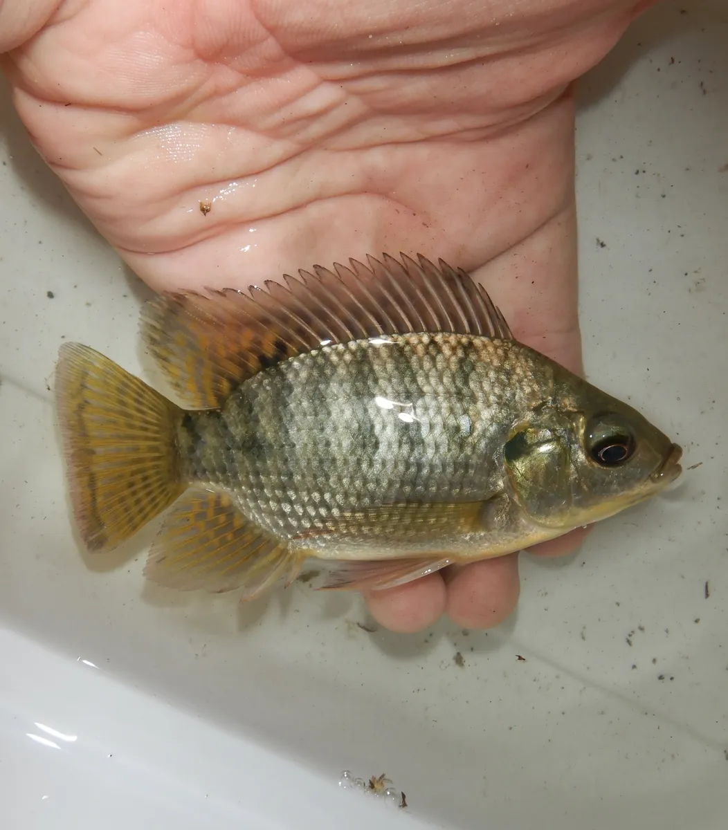 Oreochromis (Oreochromis spp.)