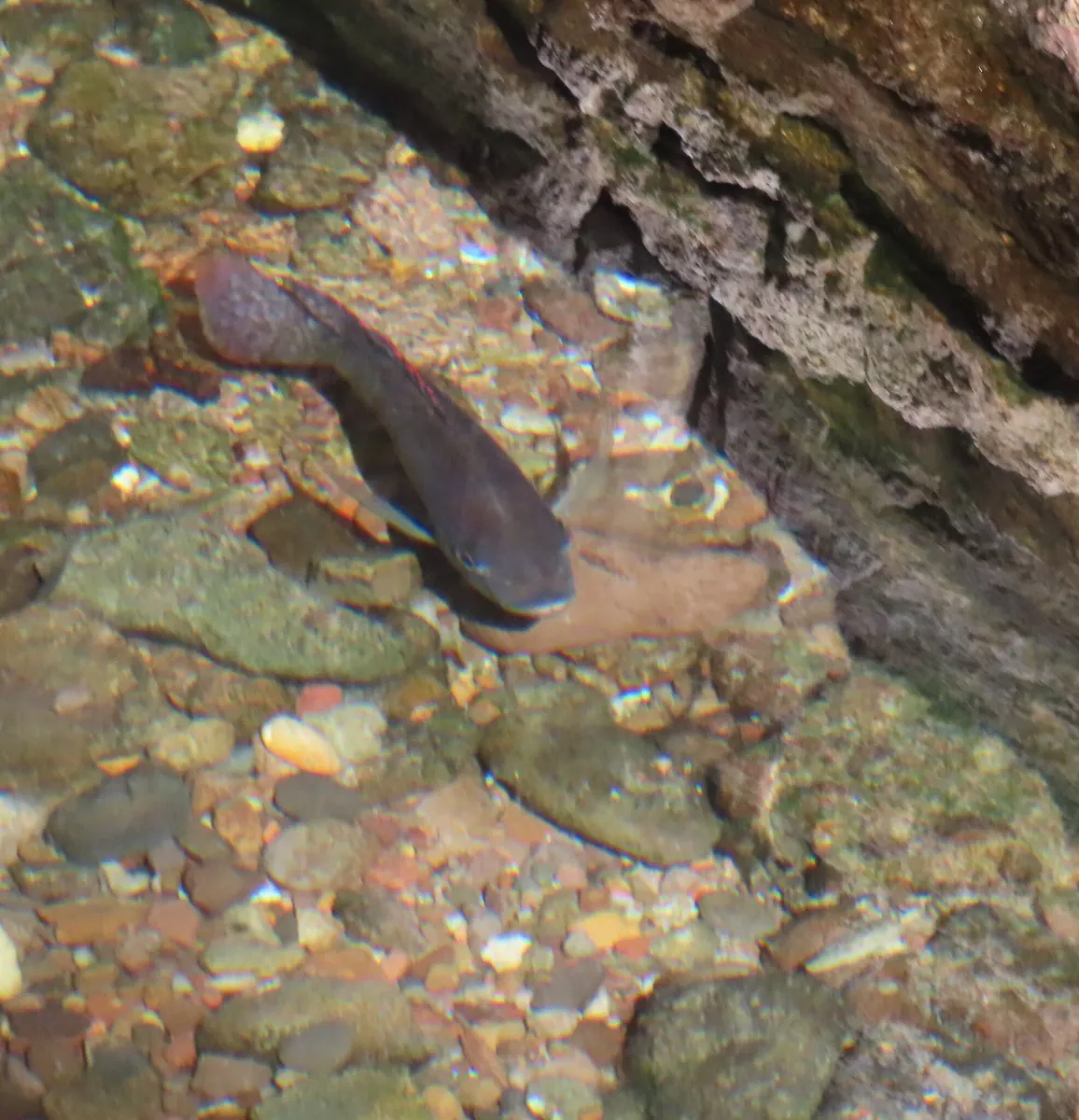 Miniatura: Oreochromis (Oreochromis spp.)