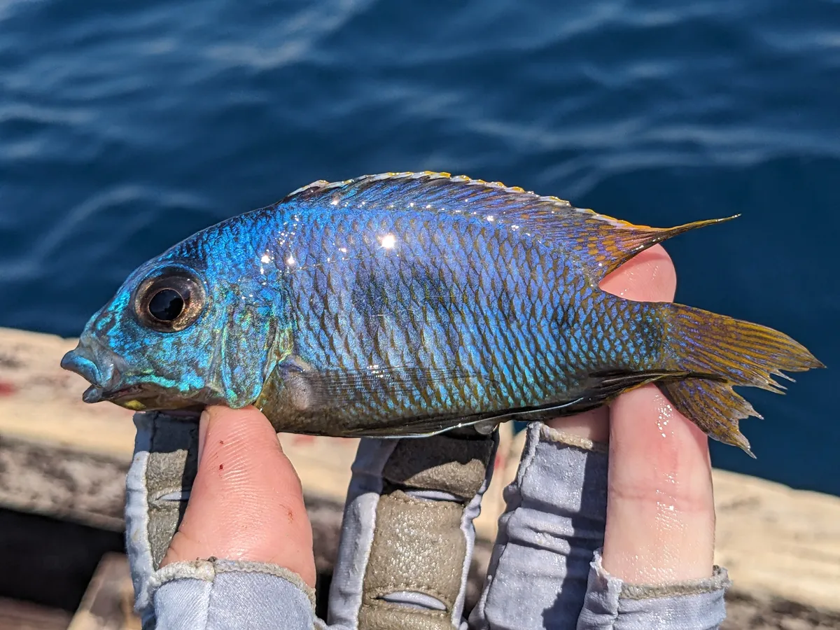 Otopharynx (Otopharynx spp.)