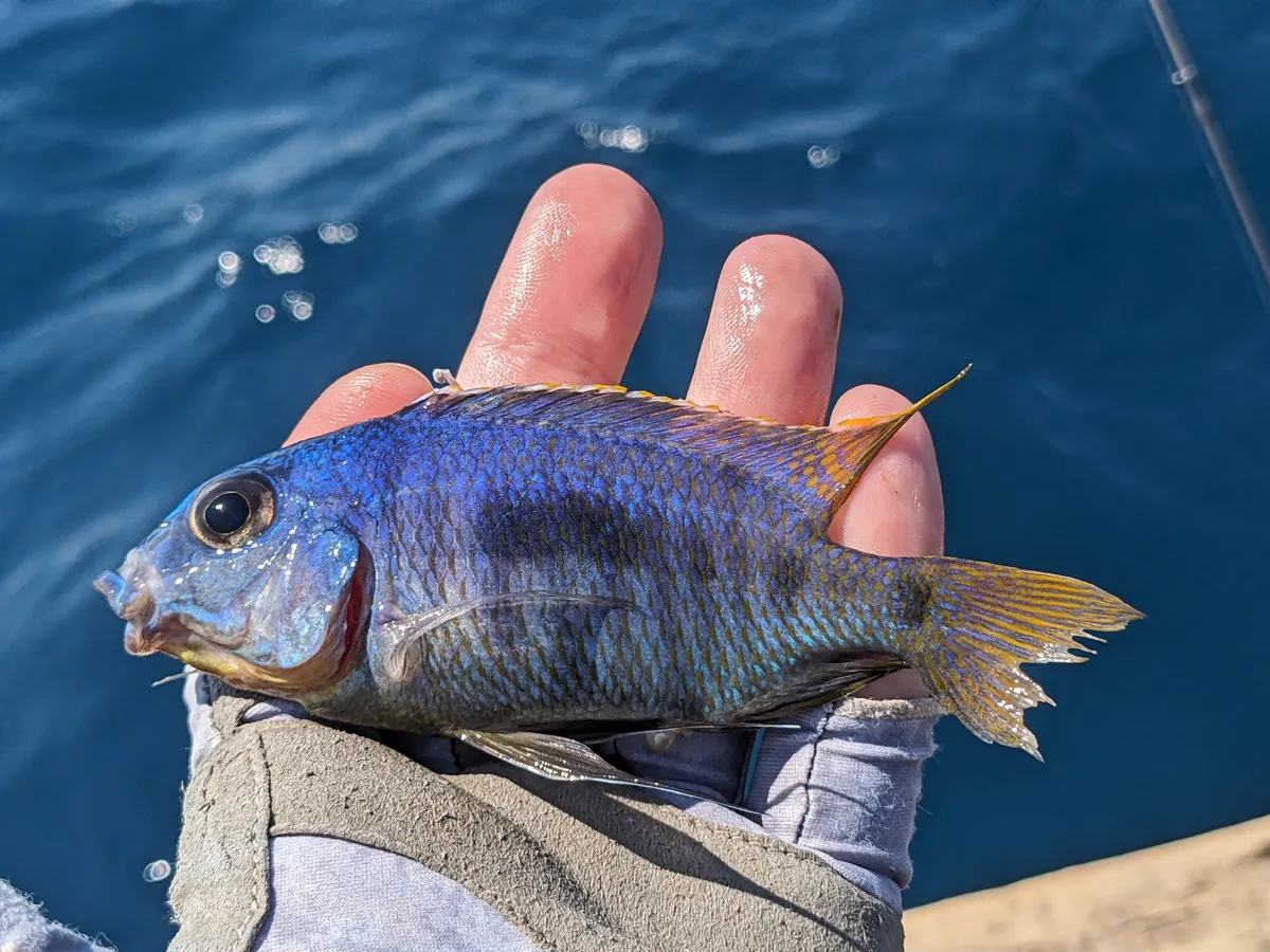 Miniatura: Otopharynx (Otopharynx spp.)