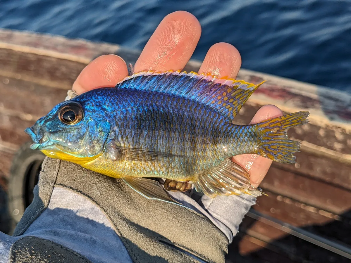 Miniatura: Otopharynx (Otopharynx spp.)