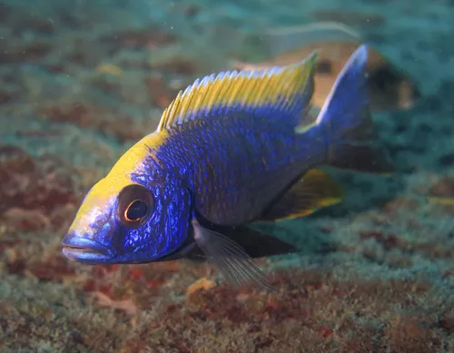 Miniatura: Otopharynx (Otopharynx spp.)